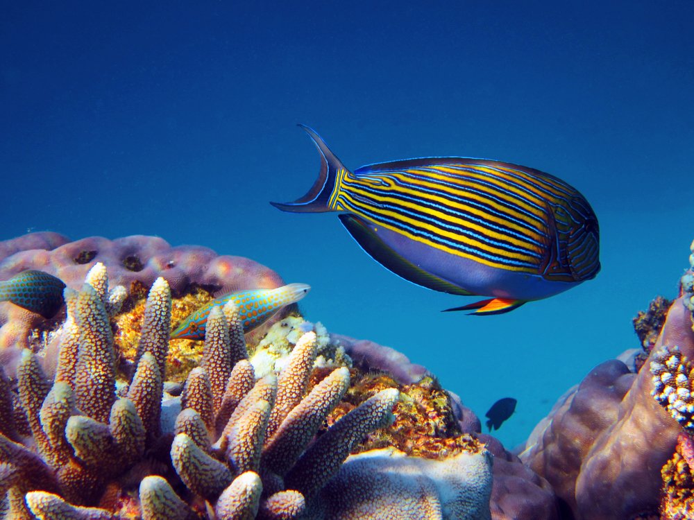 under the sea