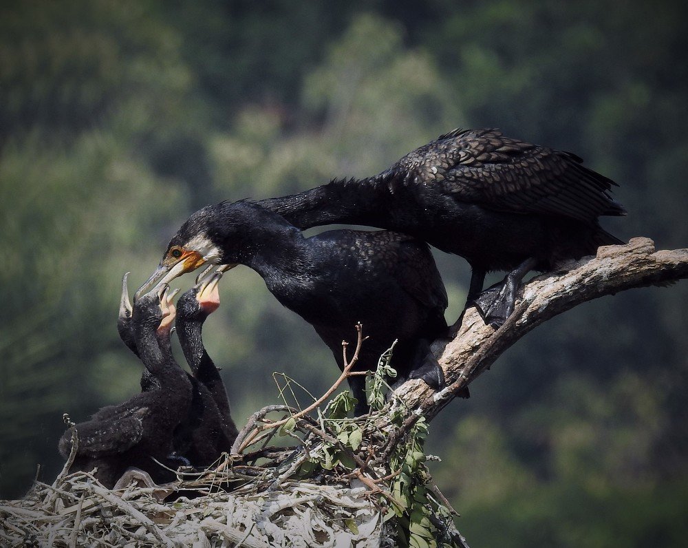 Cormorant baby feeding