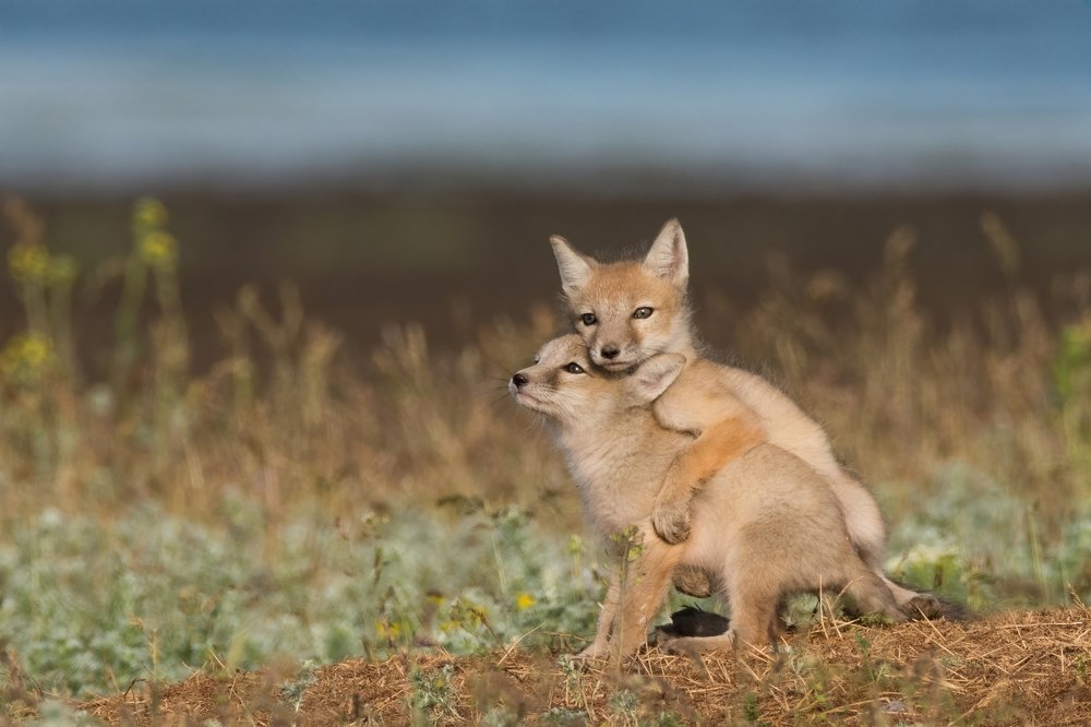 Лисички-сестрички