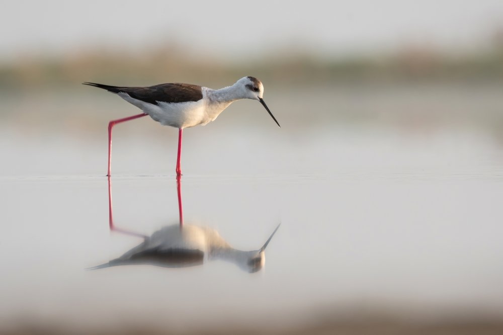 Геометрия \ Geometry