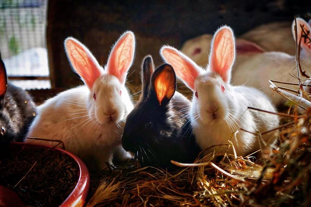 Профессиональные фотомодели