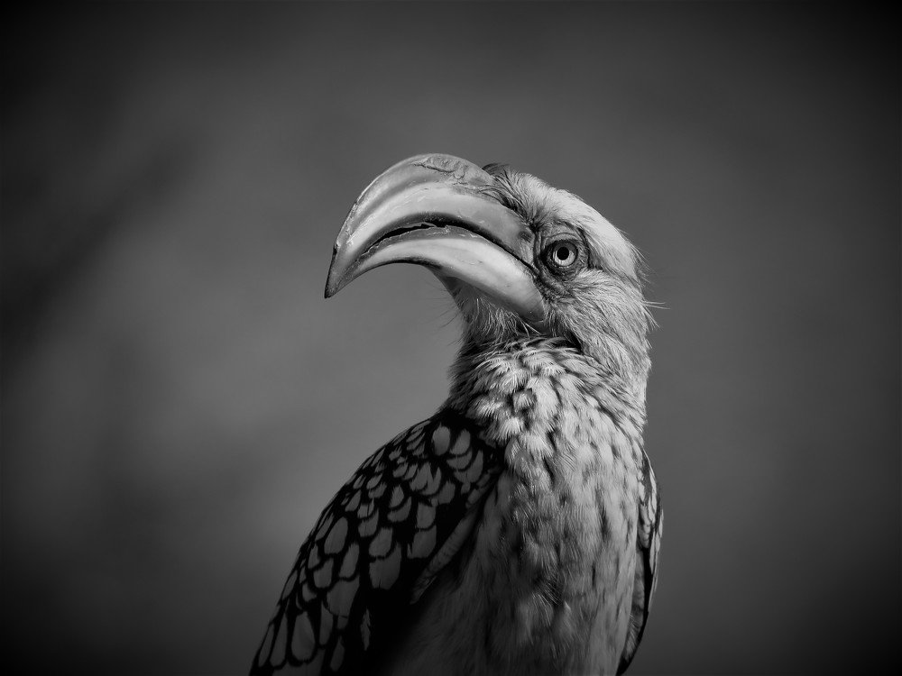hornbill