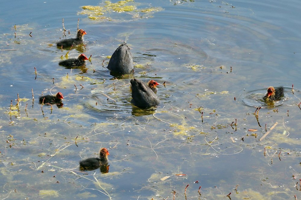 Мама,папа,куда вы?