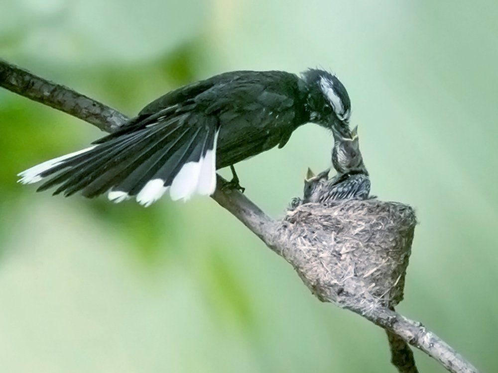 EVERY MOTHER'S TREAT