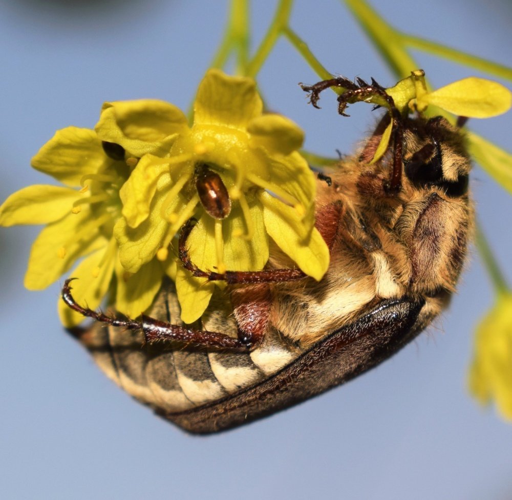 Мама и детки