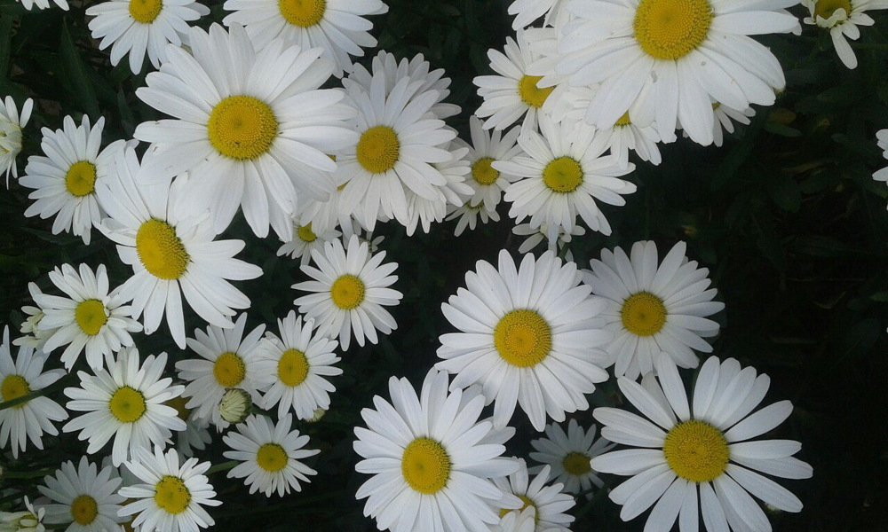 Ромашковое