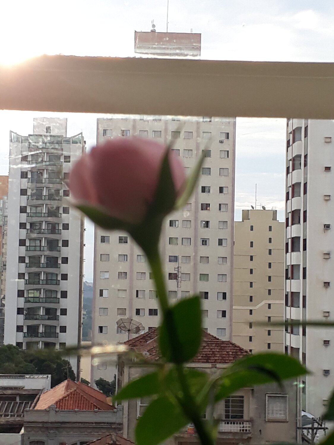 Urban Rosie