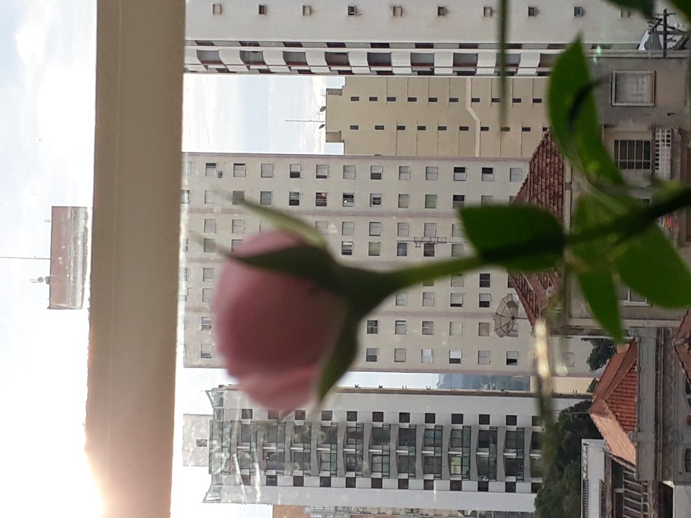 Urban Rosie