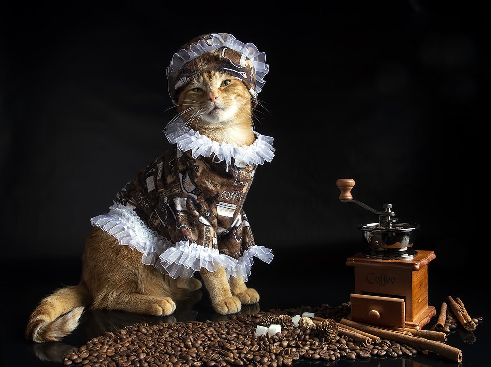 Рыжик -Хранитель Кофе