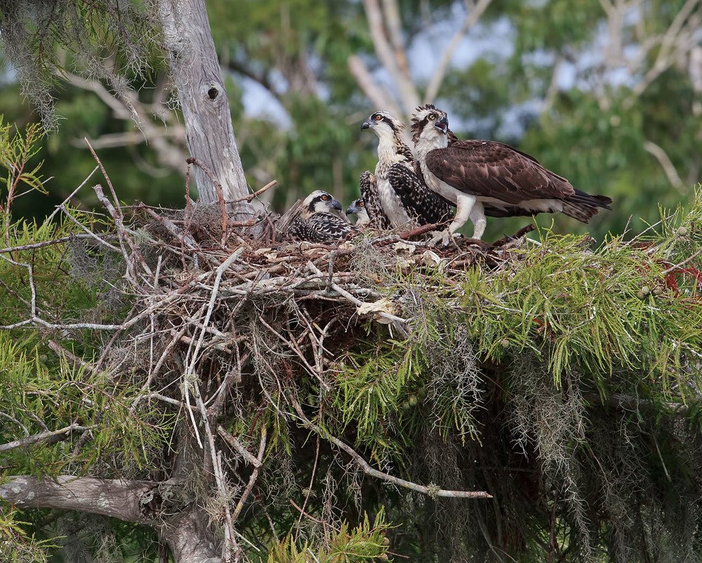 Osprey family