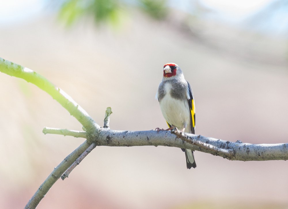 Щегол седоголовый