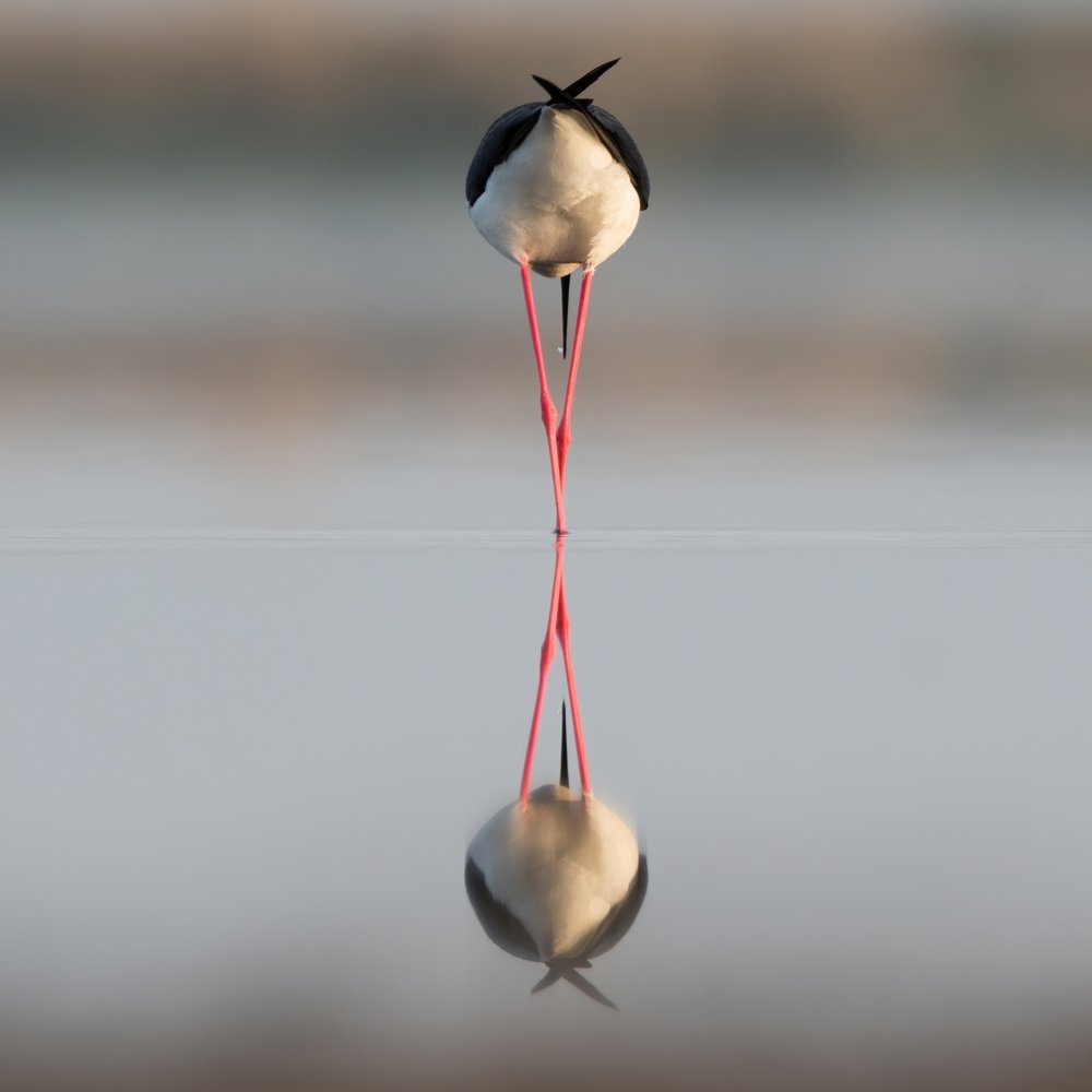 Ходулочник \ Himantopus himantopus