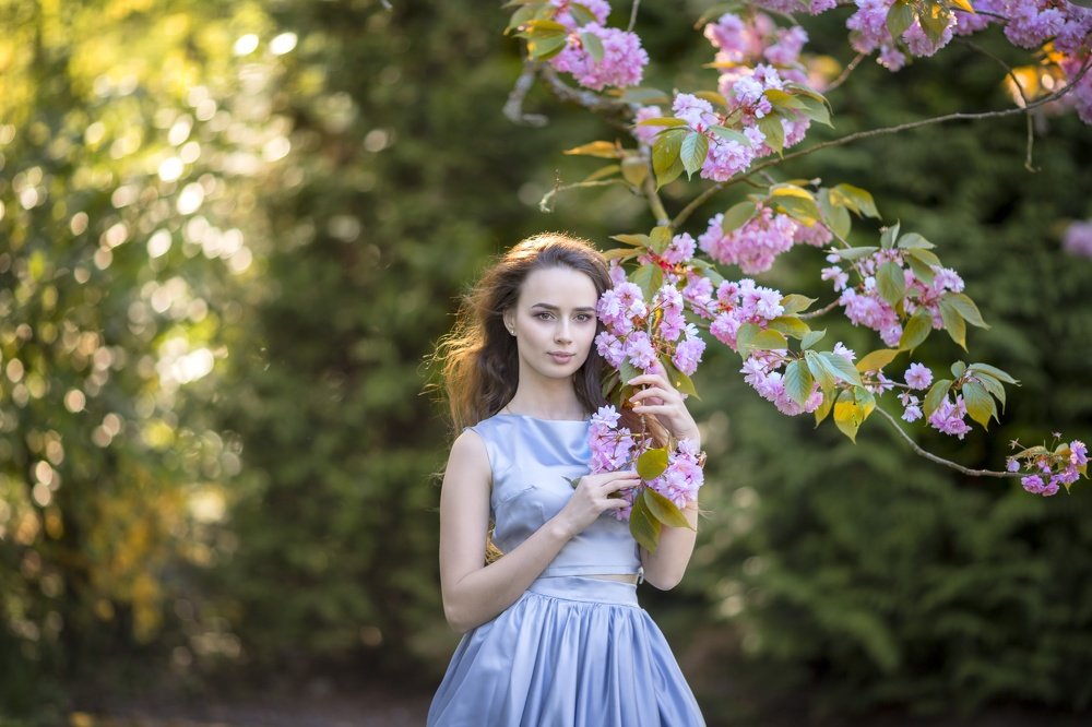 Цветы сакуры