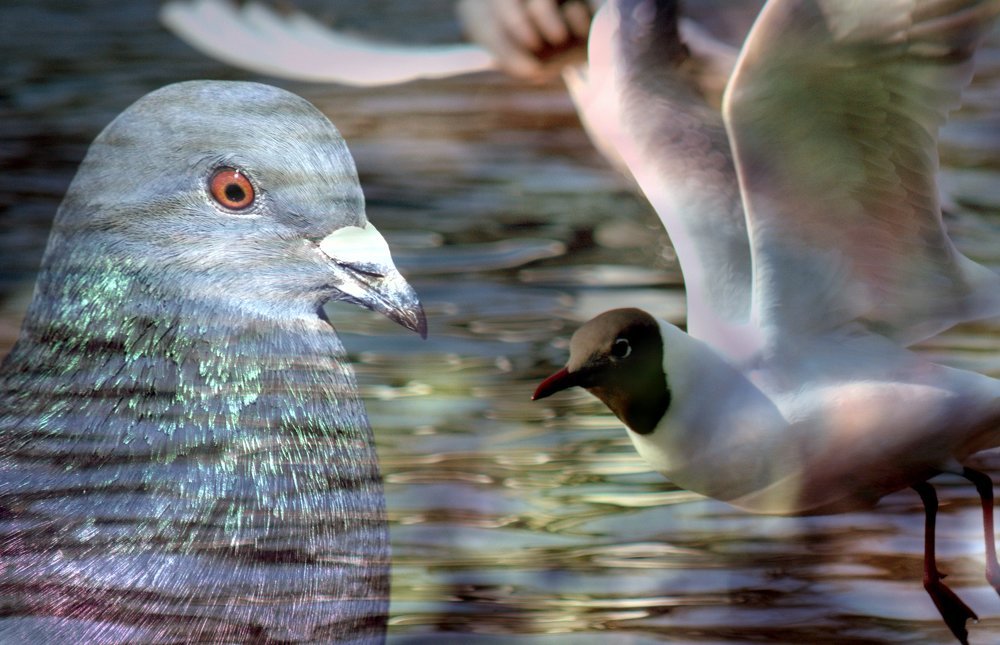 Dreaming / Сноведение