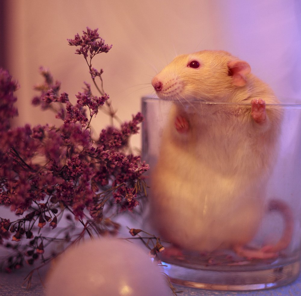 Персиковый крыс