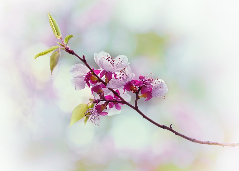 Весна в японском стиле