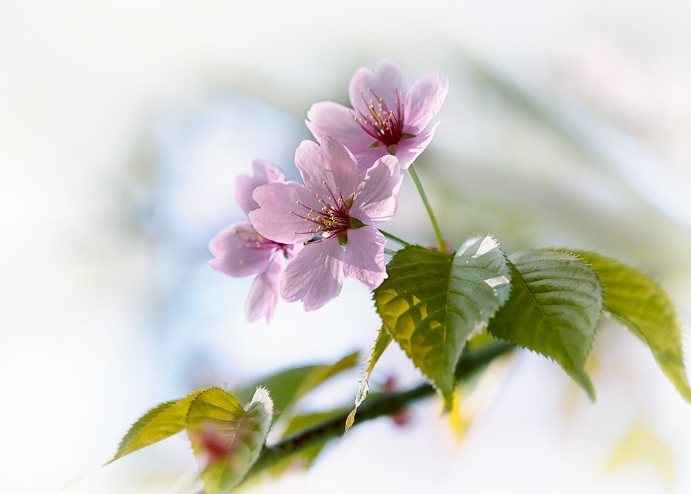 Весенняя нежность...