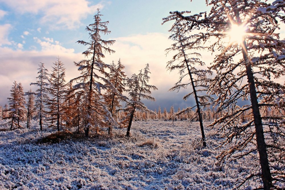 Морозное утро Арктики