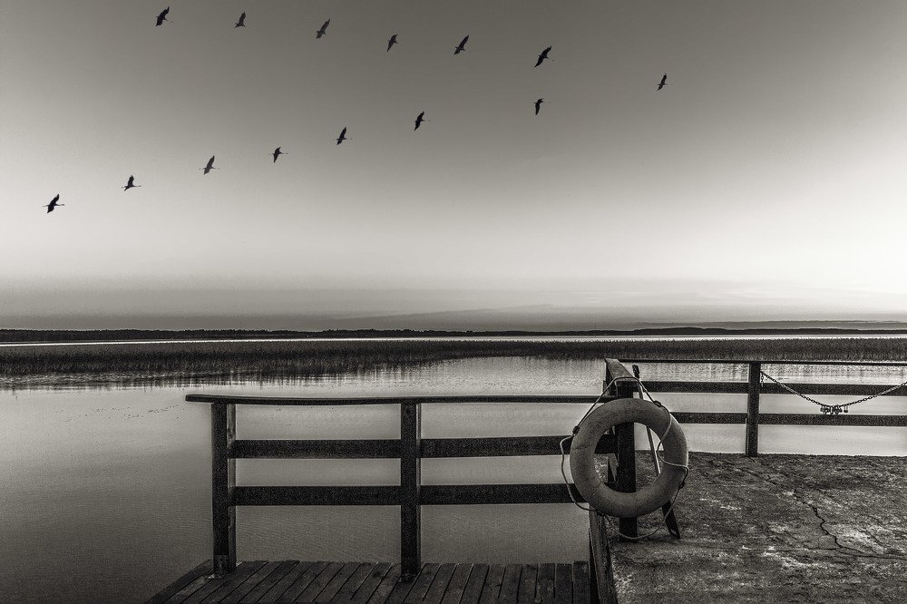 Птицы в стаю собираются.