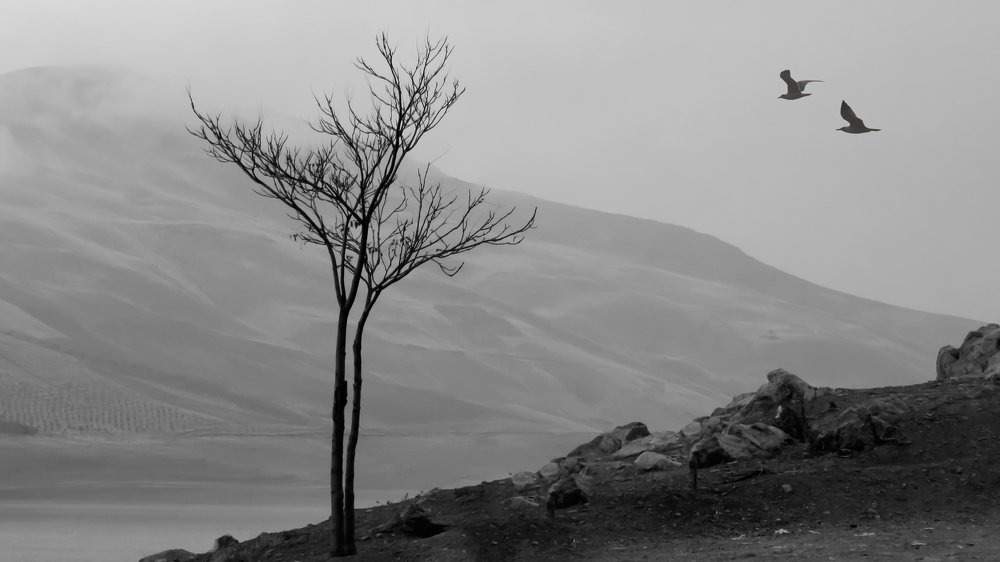 Фотография автора taher sabahi