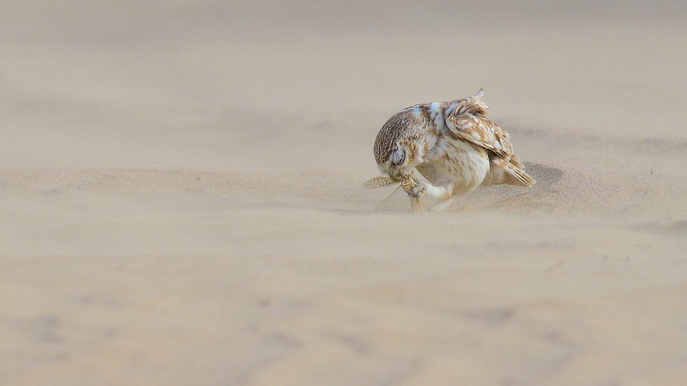 Little Owl's catch Say Al Salam Desert- UAE
