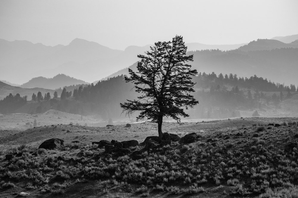 el arbol que deja ver el bosque