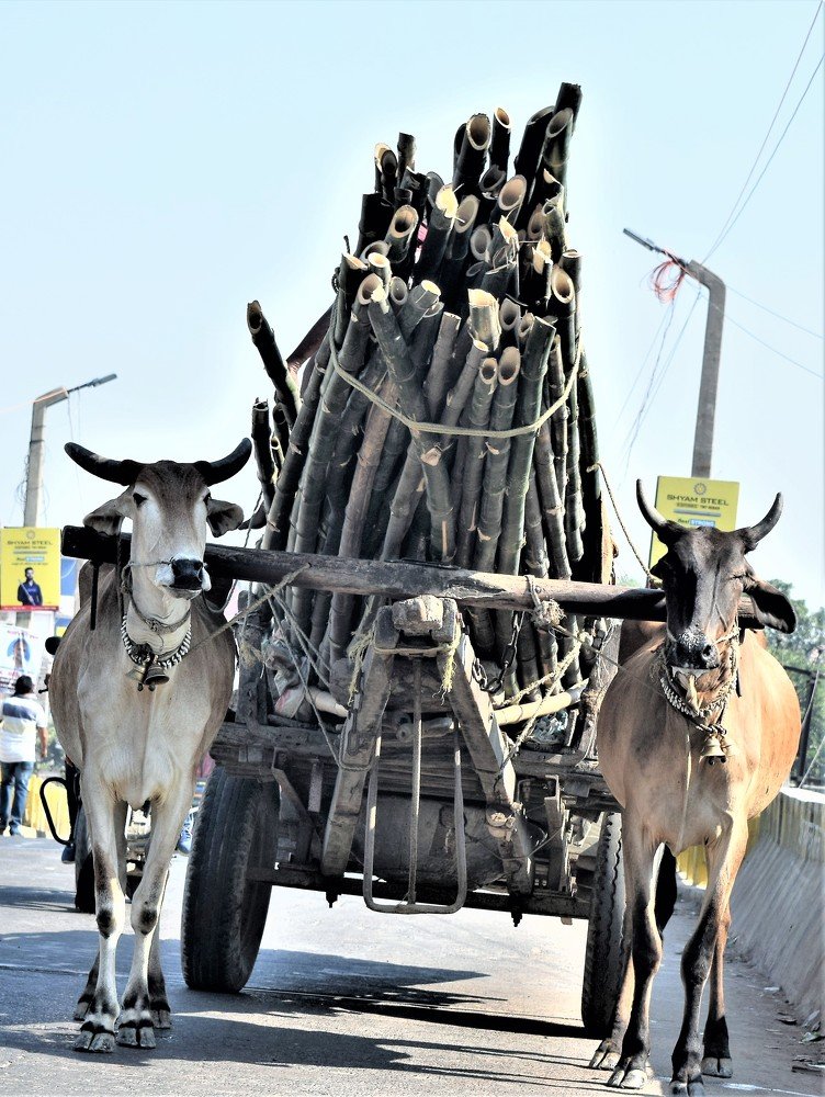 Bullock Cart
