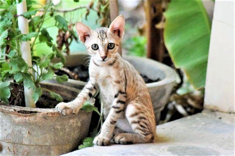 Kitten posing for shot