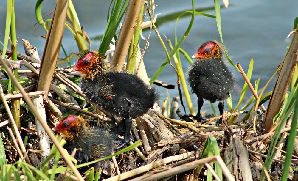 Утята лысухи.