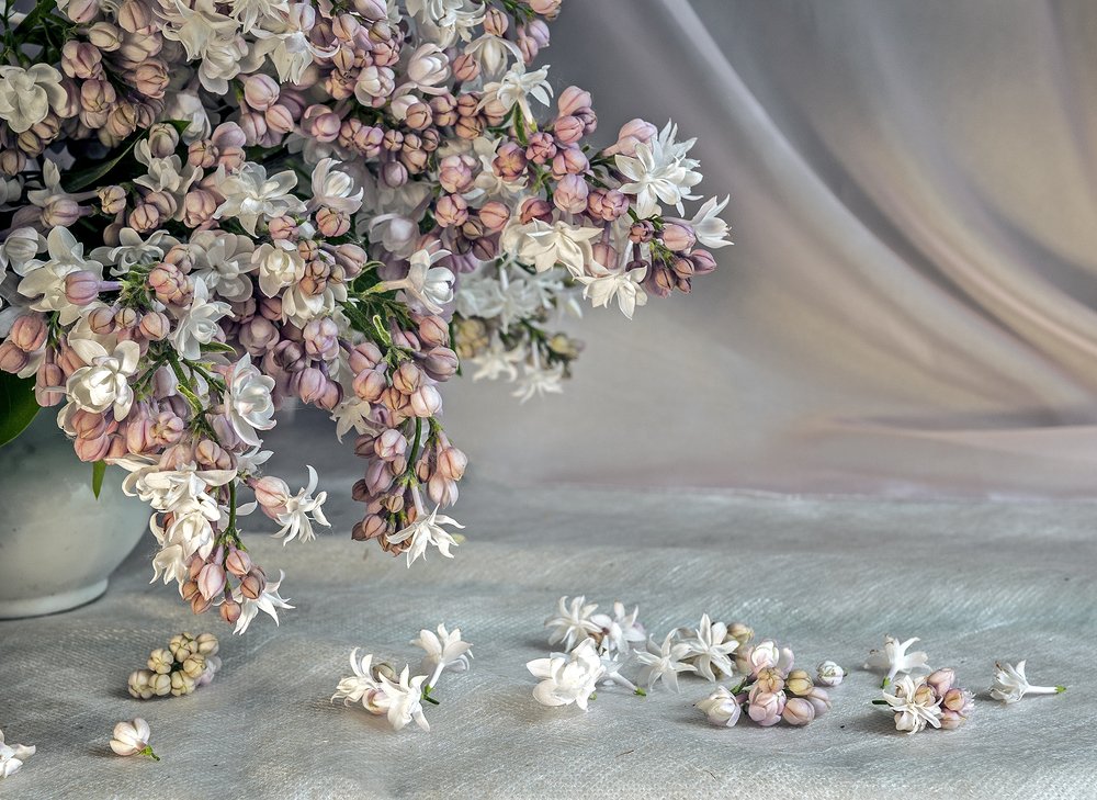 Сорт-эталон сирени-