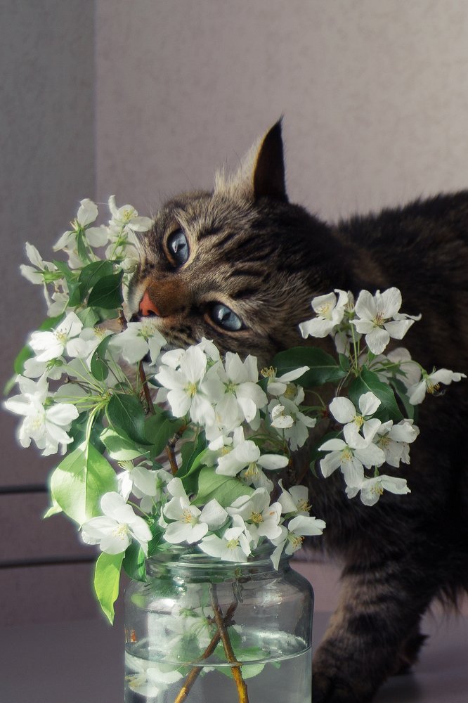 Вкусные цветы