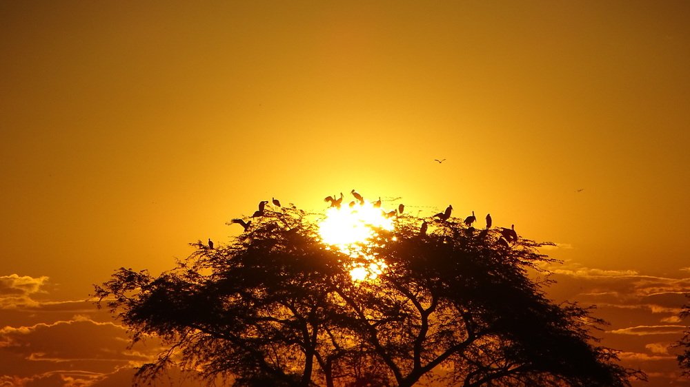 Birds resting on the sun