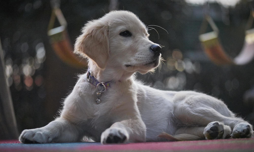 Agata - Golden Retriever Puppy