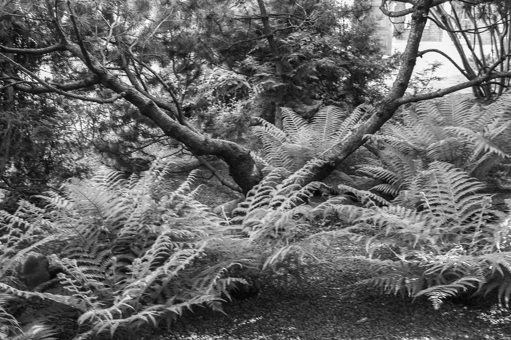 Папоротник