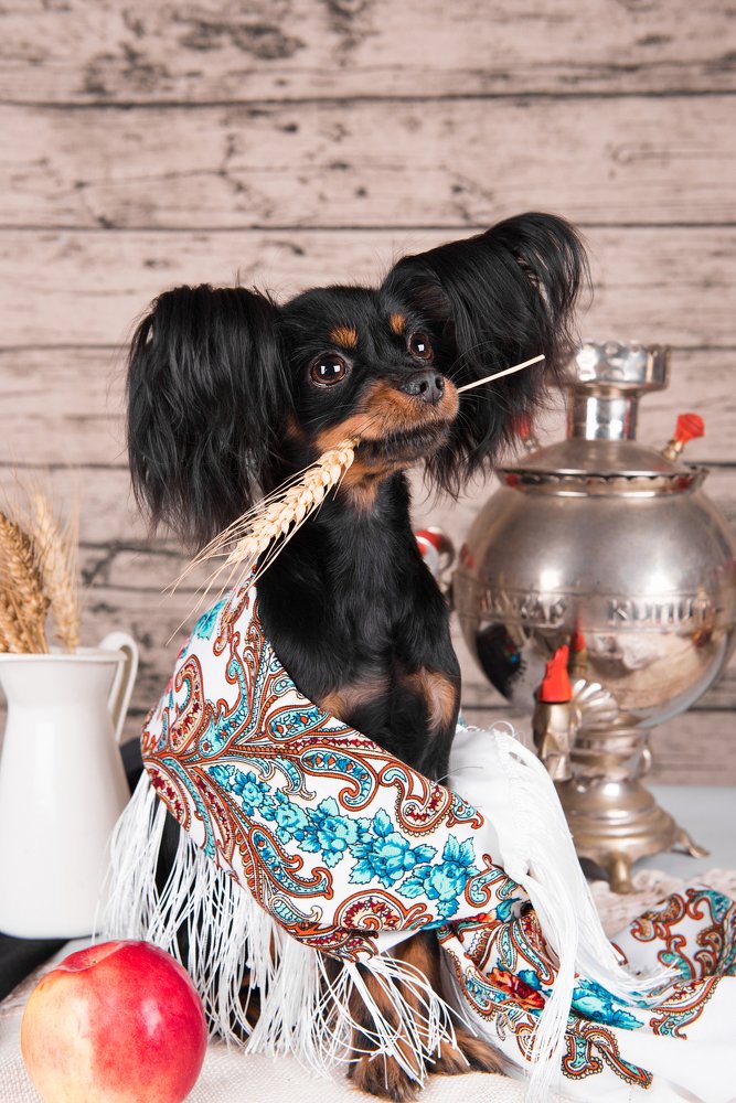 Русская красавица