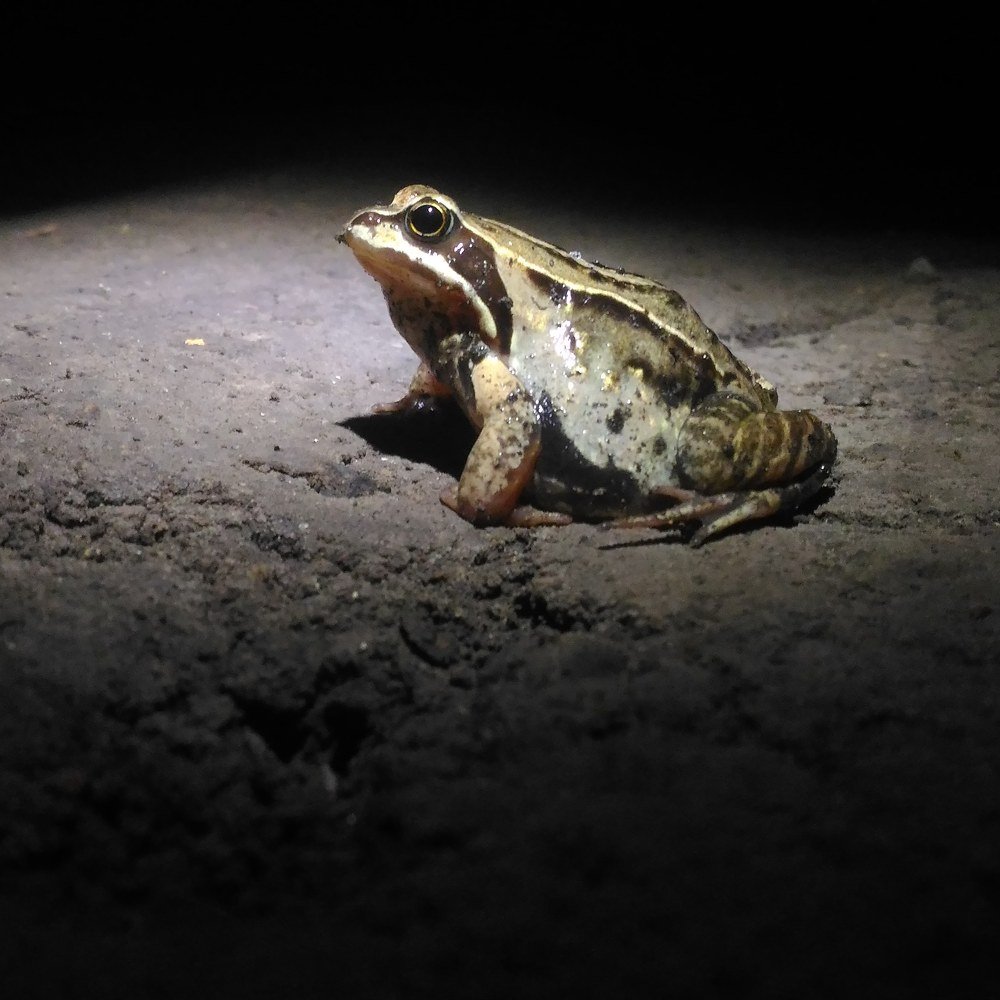 Ночной друг.....