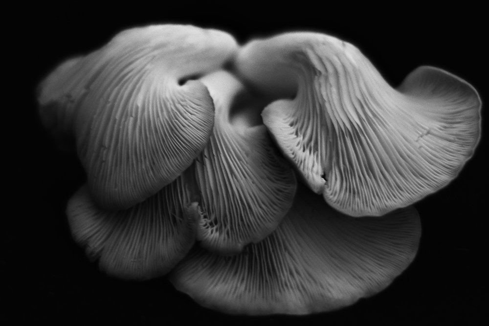 Oyster Mushrooms
