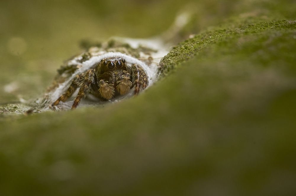 Jumpin spider at his home