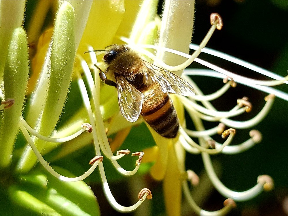Honeybee