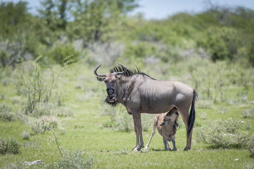 Wildebeest