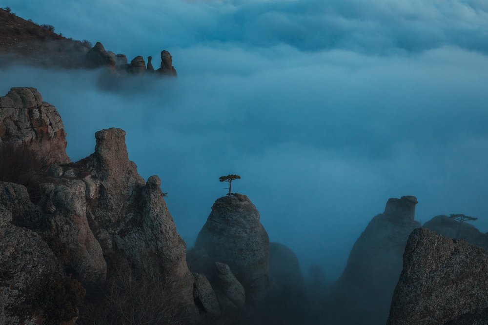 Небесный бонсай