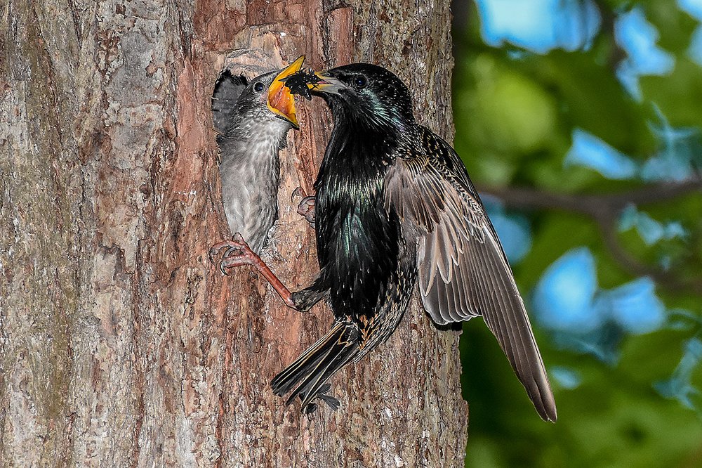 скворец с угощеньем