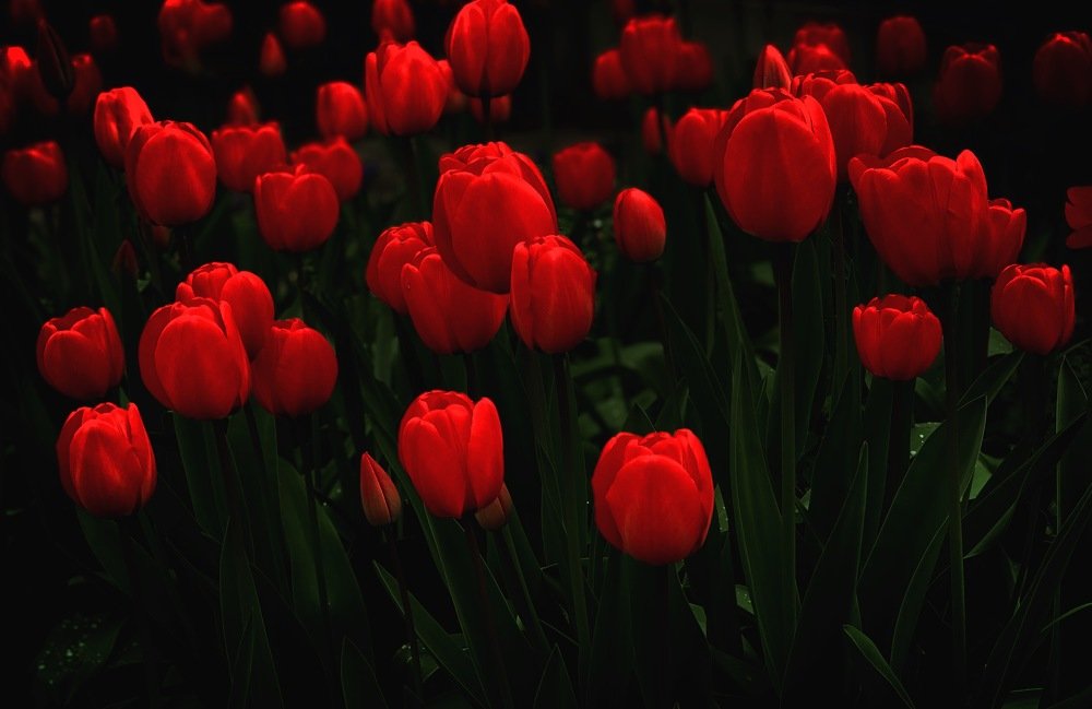 Tulips