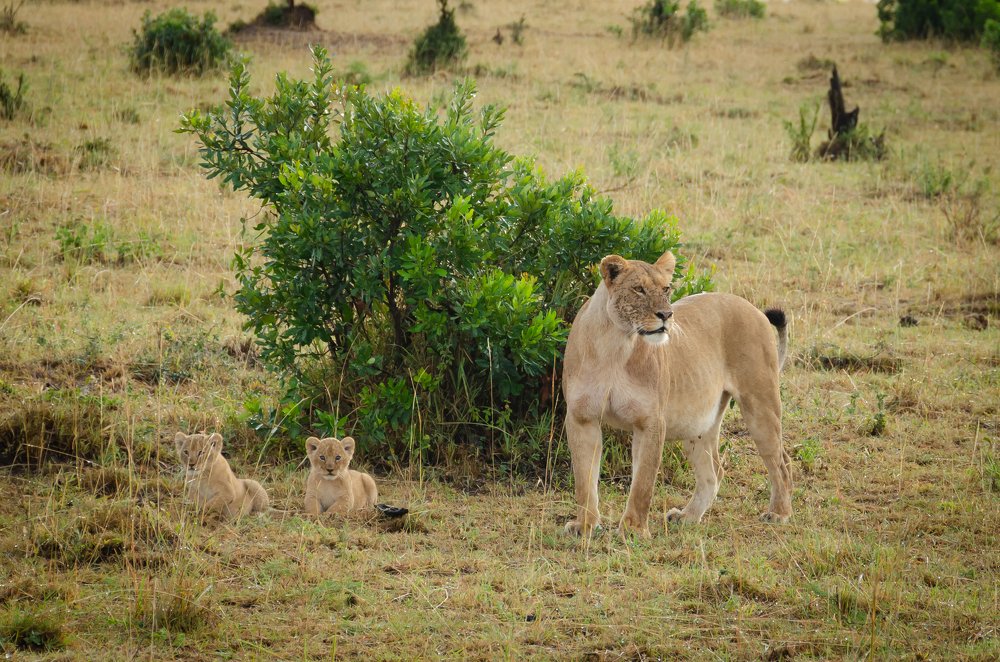 Львица с львятами