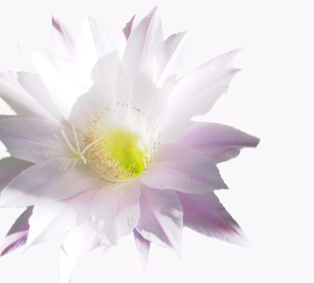 Photograph by Snezana Trifunovic