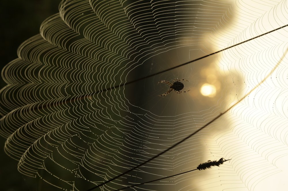 Утро летнее