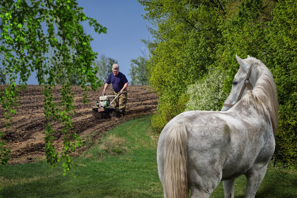 В наше время лошади отдыхают