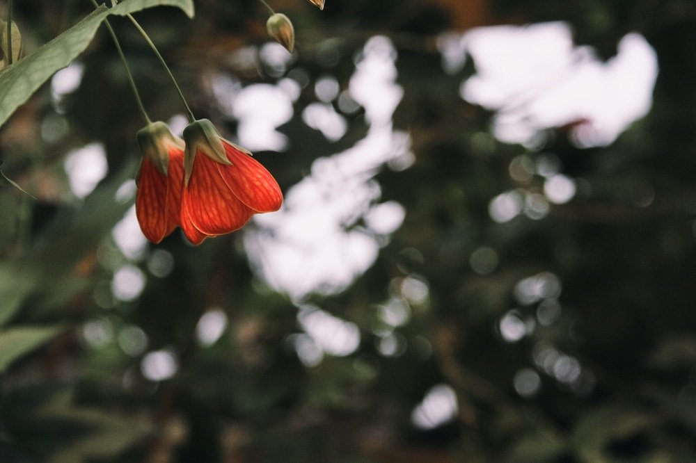 Photograph by Анна Попова