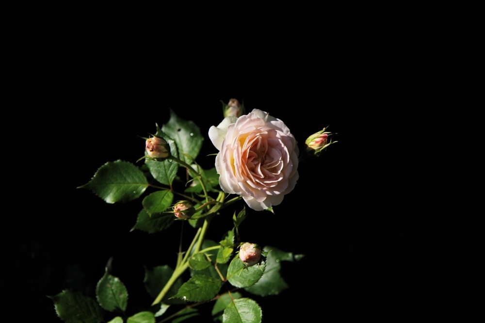 Photograph by Анна Попова