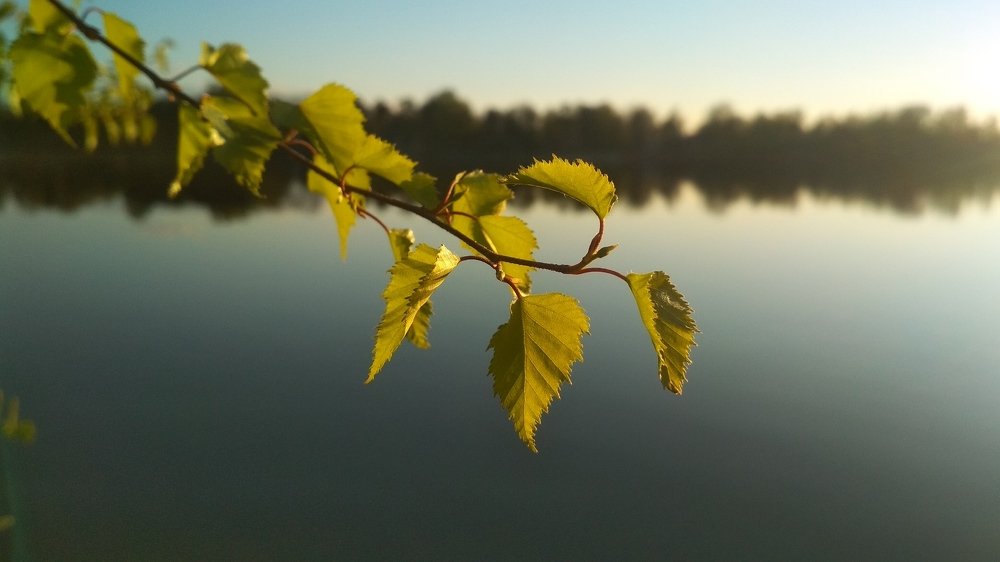 Медитация (Meditation)